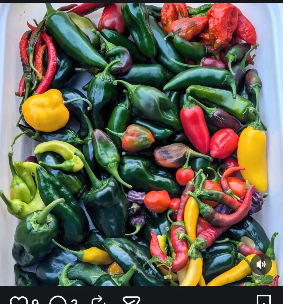 Heatwave pepper harvest
