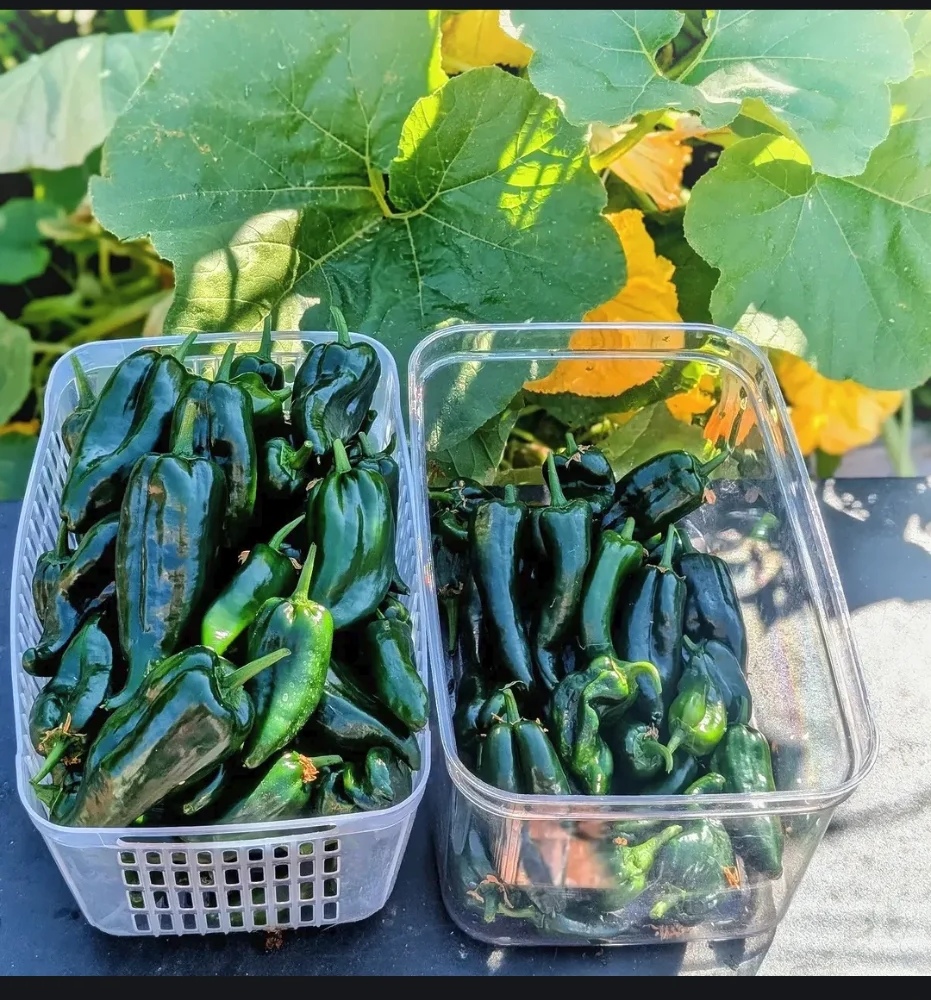 87 Poblano peppers from 2 plants